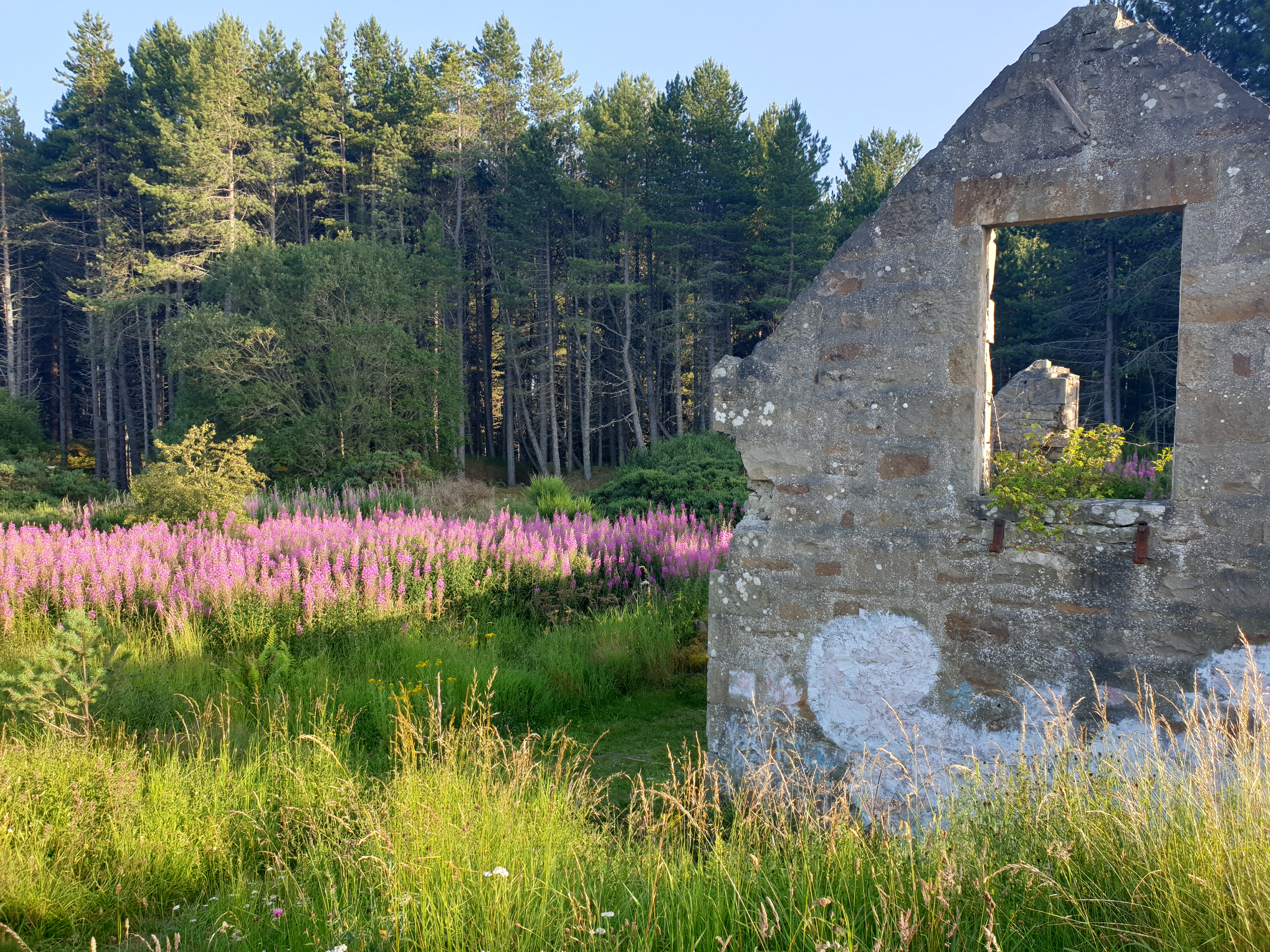 Ruins in the Lavendar
